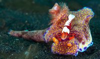 emperor-shrimp.jpg