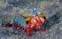 shutterstock_richard_whitcombe_peacock_mantis_shrimp.jpg