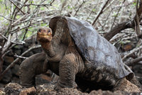 galapagos tortoise.jpg