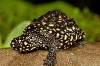 black pond turtle.jpeg