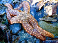 starfish.jpg