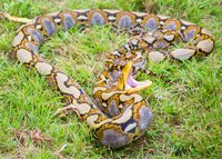 reticulated-python-attacking.jpg