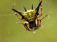Yellow Spiny Orb-Weaver Spider.jpg