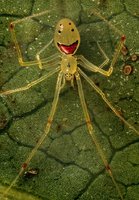 smiley faced spider.jpg