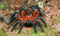 malaysian trapdoor spider.jpg