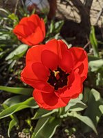 IMG_20200409_161255.jpg