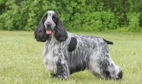 Brindle-Cocker-Spaniel-Dog-Picture.jpg