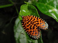 Pseudatteria leopardina.jpg