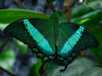 Emerald Swallowtail1.jpg