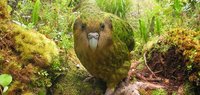 Animales-raros-del-mundo-Kakapo.jpg