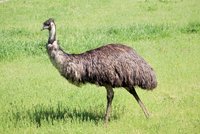 Emu.jpg