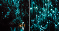 travel-photography-glowworms-limestone-caves-shaun-jeffers-new-zealand-fb.png