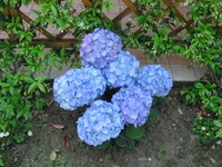 Blue_Hydrangea.jpg