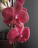 20190314_063254.jpg