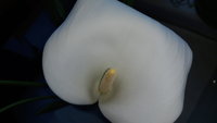 20200505_125841.jpg