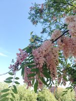 IMG_20200519_152723.jpg
