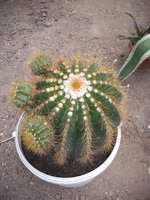 IMG_20200523_104417457.jpg