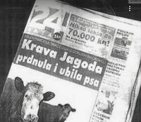 28933_198308050_krava.jpg