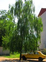 IMG_9518.JPG