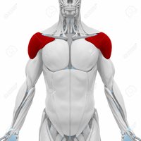 47041842-deltoid-muscles-anatomy-map.jpg