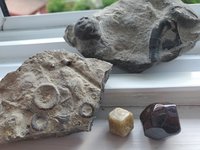 garnet + fossils.jpg