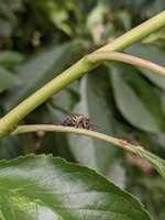 IMG_20200613_150449.jpg