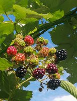 IMG_20200719_170005.jpg