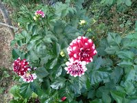 20200804_070433.jpg