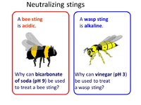 Neutralizing+stings+A+bee+sting+is+acidic.+A+wasp+sting+is+alkaline..jpg