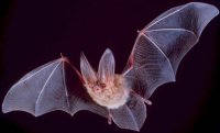 Big-eared-townsend-fledermaus.jpg