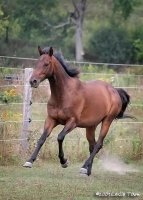 tent-pegging-horse.jpg