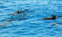 delfini154.jpg
