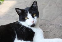 Canva-Black-and-White-Cat-e1569611884531.jpg