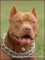 american-pit-bull-terrier-red-nose.jpg