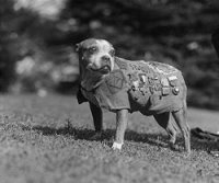 250px-Sergeant_Stubby_2.jpg