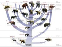 elephant+evolution.jpg