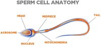 sperm-cell-anatomy.jpg