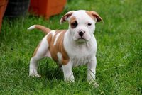 american staffordshire terrier.jpg