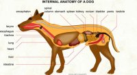 dog-anatomy(1).jpg