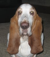 Basset_Hound_Douglas_at_6_years.JPG