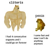 clitoris i penis.jpg