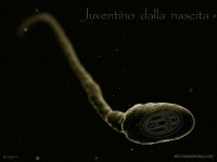 wallpaper_juve2.jpg