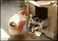 kokos.gif