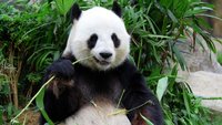 giant-panda-bear-eating-bamboo1.jpg