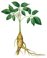 panax_ginseng.jpg