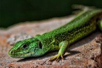 lizard_by_orionweb-d3fh3ng.jpg