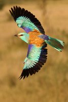 european-roller-coracias-garrulus-flying-open-wings-grassland-184903058.jpg