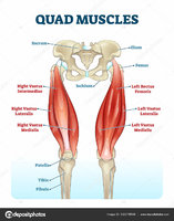 depositphotos_332278598-stock-illustration-quad-leg-muscles-anatomy-labeled.jpg