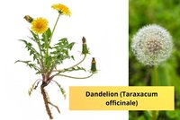 Dandelion-Taraxacum-officinale.jpg