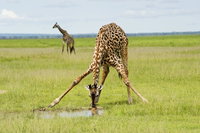 1280-109722786-giraffe-is-drinking-water.jpg